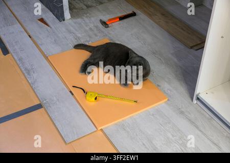 Chat gris dormant sur une couche d'isolant au sol Banque D'Images