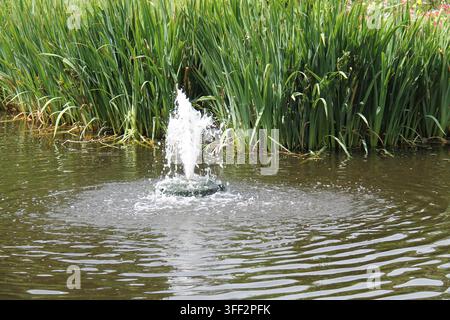 Une petite fontaine d'eau dans un étang avec de grandes joncs verts. Banque D'Images