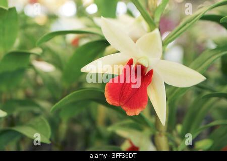 Prise de vue macro d'une fleur d'orchidée Dendrobium Dawn Maree montrant la texture détaillée de la lèvre orange vibrante Banque D'Images