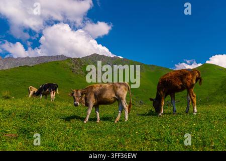Trois vaches paissent paisiblement dans un pré verdoyant orné de fleurs sauvages. La scène présente des collines ondulantes et des sommets montagneux escarpés sous un ciel bleu éclatant. Banque D'Images