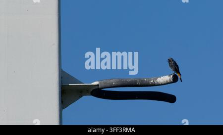 Roitelet noir chantant perché sur un tuyau métallique sur un mur en béton blanc contre un ciel bleu clair Banque D'Images