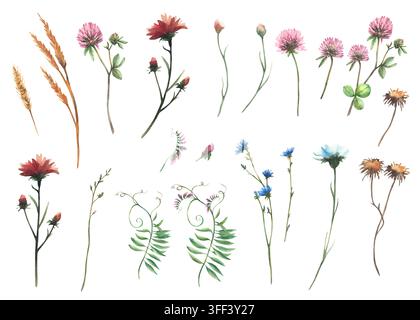 Ensemble d'éléments isolés de fleurs sauvages. Fleurs séchées, feuilles, branches d'automne. Peinture à l'aquarelle faite à la main de bleuets, trèfle, blé, chardon, gesse Banque D'Images