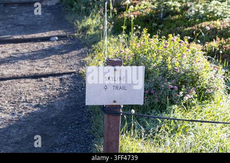 Panneau du sentier Skyline entouré de végétation estivale au parc national du mont Rainier, Washington, États-Unis Banque D'Images