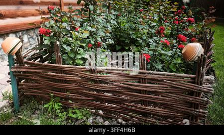 Buisson de roses pousse derrière une clôture tissée rustique à côté d'une maison en bois. Les fleurs rouges et le feuillage luxuriant créent une charmante scène de jardin de cottage pour l'aménagement paysager, gar Banque D'Images