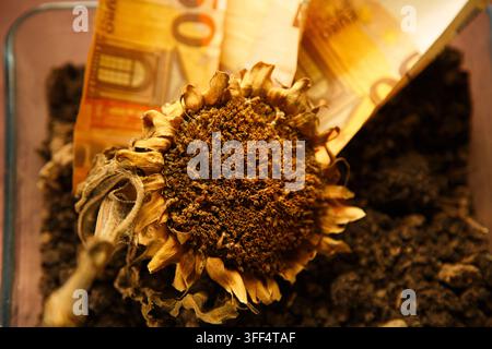 Tête de tournesol séchée et billets en euros reposant dans la terre, représentant la décadence économique Banque D'Images