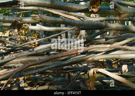 Une vue rapprochée d'un tas de branches et de rondins d'arbres fraîchement coupés empilés dans un cadre forestier. Banque D'Images