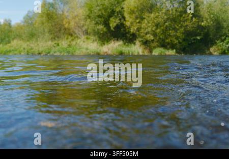 Une vue rapprochée de l'eau claire de la rivière qui coule doucement avec des arbres verts luxuriants bordant la rive lointaine. Banque D'Images
