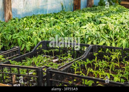 Un gros plan de jeunes plants de tomates cultivés en serre Banque D'Images