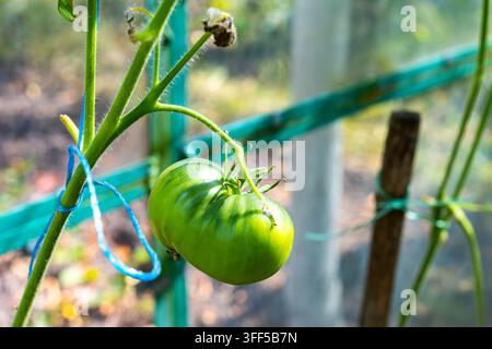 Tomates vertes immatures poussant sur la vigne en serre. Une tomate verte immature poussant sur une vigne sous un soleil éclatant à l'intérieur d'une serre de jardin. Banque D'Images