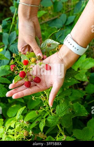 Mains tenant des framboises mûres sur un buisson de jardin. Mains tenant des framboises mûres et immatures sur un buisson de jardin feuillu sous un éclatant soleil d'été. Banque D'Images