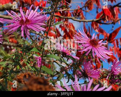 Grossissement de fleurs d'aster (Symphyotrichum) rose vif et violet en pleine floraison sur un fond de feuillage automnal rouge éclatant et de bleu clair Banque D'Images