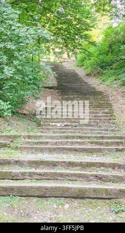 Ancien escalier en bois couvert de mousse entouré d'arbres et de feuillage luxuriants dans un cadre forestier dense, menant vers le haut à travers un extérieur naturel Banque D'Images