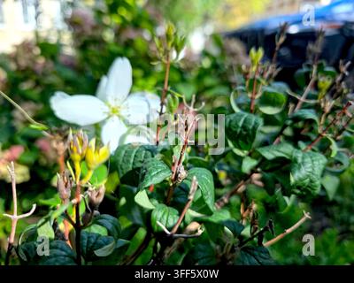 Les délicates fleurs blanches du jasmin de jardin éclosent parmi des feuilles vertes vibrantes dans un cadre de parc serein capturant la chaleur d'une journée lumineuse. Banque D'Images