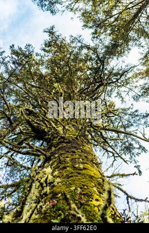 Vue ascendante le long du tronc d'un grand arbre, mettant en évidence l'écorce texturée et les lignes verticales naturelles du tronc. Banque D'Images