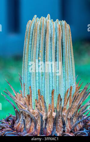 Arrière-plan de bourgeon d'arbre, nom scientifique Cycas revoluta, connu au Brésil sous le nom de sagu de jardim. Banque D'Images