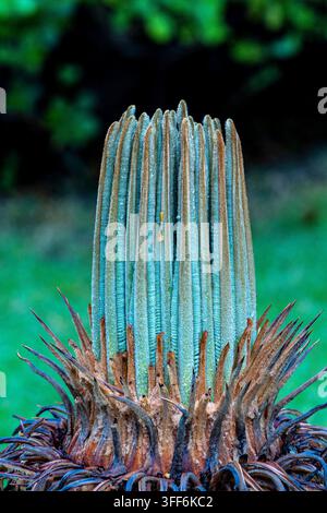 Arrière-plan de bourgeon d'arbre, nom scientifique Cycas revoluta, connu au Brésil sous le nom de sagu de jardim. Banque D'Images