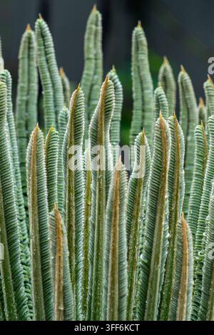 Arrière-plan de bourgeon d'arbre, nom scientifique Cycas revoluta, connu au Brésil sous le nom de sagu de jardim. Banque D'Images