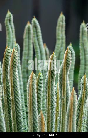 Arrière-plan de bourgeon d'arbre, nom scientifique Cycas revoluta, connu au Brésil sous le nom de sagu de jardim. Banque D'Images
