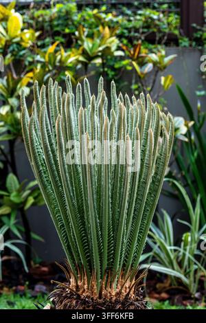 Arrière-plan de bourgeon d'arbre, nom scientifique Cycas revoluta, connu au Brésil sous le nom de sagu de jardim. Banque D'Images