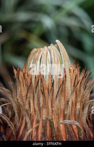 Arrière-plan de bourgeon d'arbre, nom scientifique Cycas revoluta, connu au Brésil sous le nom de sagu de jardim. Banque D'Images