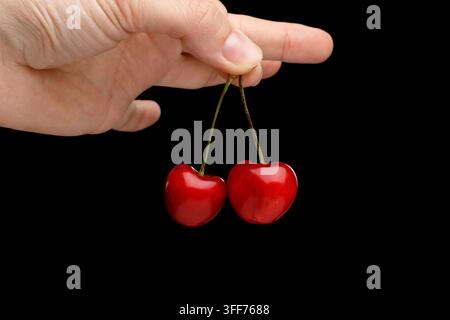 Main féminine tenant une paire de cerises rouges fraîches par leurs tiges vertes sur fond noir, la peau luisante des fruits capte la lumière du studio, un geste simple met en valeur n Banque D'Images
