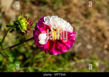 Dahlias dans des tons roses./Dans un parterre, une quantité considérable de fleurs de dahlias avec des pétales dans divers tons de rose. Banque D'Images