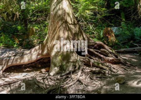 Arbre ancien massif aux racines noueuses exposées dans un cadre forestier baigné de lumière, sentier Kettle Valley, Colombie-Britannique, Canada Banque D'Images