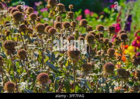 Fleurs d’échinacée fanées formant des capitules de graines matures dans un jardin d’automne. Plante médicinale vivace cultivée à des fins ornementales et à base de plantes. Banque D'Images