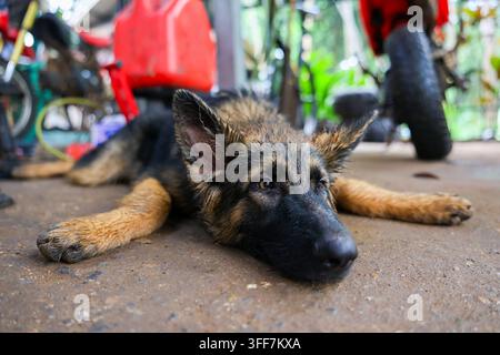Un chiot berger allemand, sol en béton, en plein air, fatigué, calme, reposant allongé sur un sol rugueux avec une oreille alerte près d’une moto floue dans une cour ombragée Banque D'Images