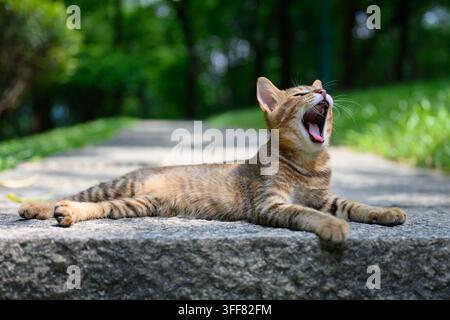 Le chat tigré est allongé sur le sol dans le parc Banque D'Images