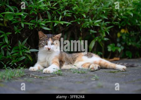 Le chat tigré est allongé sur le sol dans le parc Banque D'Images