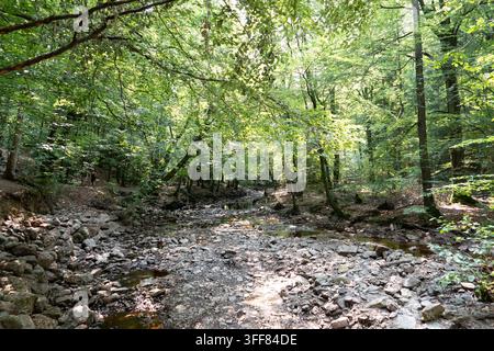 Un ruisseau rocheux peu profond serpente sur un large lit pierreux sous une forêt estivale verte dans la vallée de Hoegne dans les Ardennes belges, formant un paysage sauvage Banque D'Images