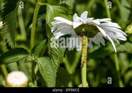 Grossissement des pucerons de jardin sur une tige de fleur. Banque D'Images