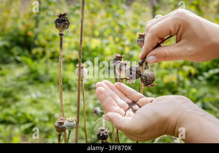 Close-up des mains d'une femme récoltant des graines de pavot (Papaver somniferum, pavot de pain) dans son carré de jardin en automne. Elle secoue doucement les graines. Banque D'Images