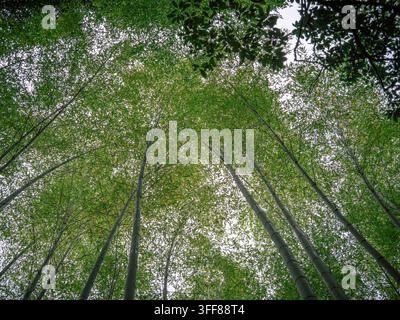 Tiges de bambou hautes s'élevant vers le ciel dans la forêt de bambous d'Arashiyama, Kyoto, Japon Banque D'Images