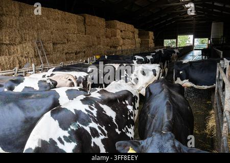 Vue large en angle élevé d'un troupeau de vaches Holstein noires et blanches debout dans une étable spacieuse avec des balles de foin empilées. Banque D'Images