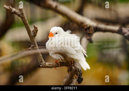 Moineau de Java blanc reposant sur une branche d'arbre - mignon Banque D'Images