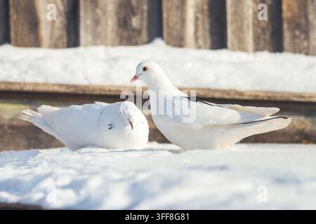 Deux pigeons d’un blanc pur assis et debout dans une neige profonde et scintillante par une matinée d’hiver ensoleillée Banque D'Images