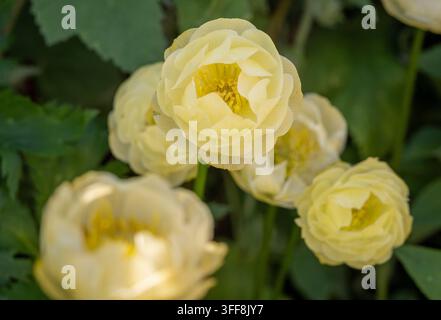 Fleurs globuleuses Trollius x cultorum 'Taleggio' jaune pâle en fleurs dans une plantation de jardin. Banque D'Images