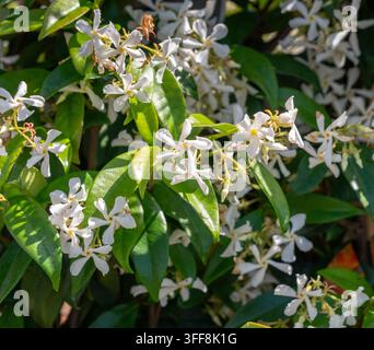 Jasmin étoilé, Trachelospermum jasminoides, avec des fleurs blanches et des feuilles brillantes dans une plantation de jardin. Banque D'Images