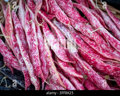 Gousses tachetées de rouge de haricot grimpant, Phaseolus vulgaris 'Rob Roy', exposées après la récolte. Banque D'Images