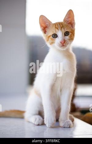 Portrait d'un jeune chat blanc et roux Banque D'Images