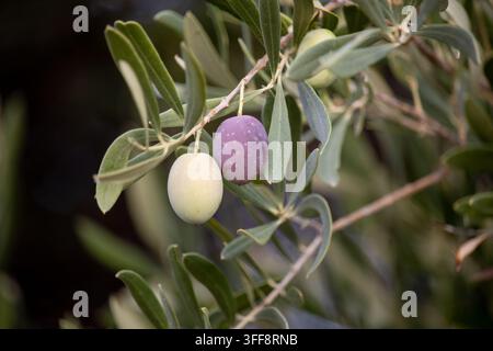 Olives à Chypre du Nord. Gros plan d'olives vertes et violettes mûres poussant sur une branche d'olivier entourée d'un feuillage vert argenté Banque D'Images