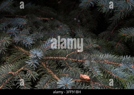 Une araignée tisserande est assise au centre de sa toile tendue entre les branches d'épicéa bleu. Des fils de soie complexes captent la lumière sur fond vert foncé Banque D'Images