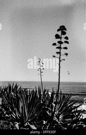 Deux tiges florales d’agave s’élèvent au-dessus de feuilles pointues et d’un horizon océanique calme dans un portrait minimaliste en film analogique noir et blanc. Banque D'Images