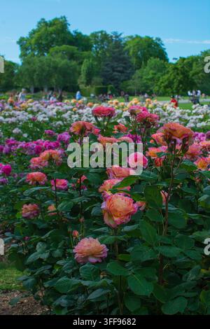 Beds de roses en pleine floraison en mai, roses roses et oranges, Regent's Park, Londres Banque D'Images