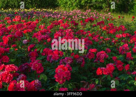 Massifs de roses en pleine floraison en mai, roses roses et rouges, Cercle intérieur, Regent's Park, Londres Banque D'Images