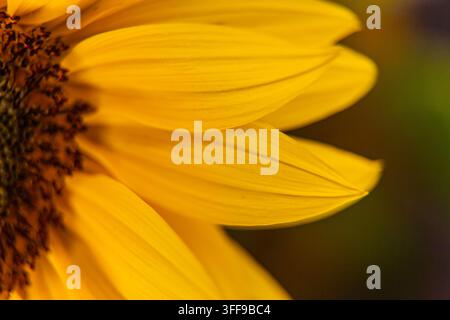 Cette magnifique photographie botanique naturelle capture une vue macro extrême en gros plan détaillé montrant un tournesol Helianthus annuus en floraison jaune vibrant Banque D'Images
