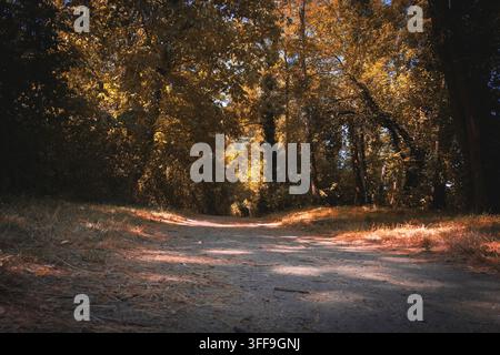 Un chemin de terre tranquille serpente à travers une forêt d'automne avec un feuillage doré et une lumière chaude filtrant entre les grands arbres dans une scène boisée paisible Banque D'Images