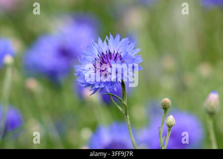 Bleuet. Bleuets Banque D'Images